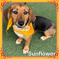 Thumbnail photo of SUNFLOWER (also see DAISY) #2