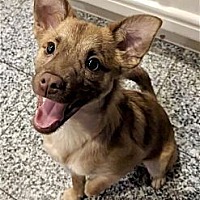 adopt a pet