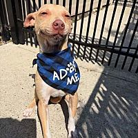 adopt a pet