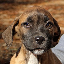 Thumbnail photo of Henley~adopted! #1