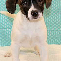 Thumbnail photo of Auggie~adopted! #1