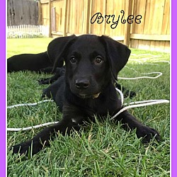 Thumbnail photo of Brylee #4
