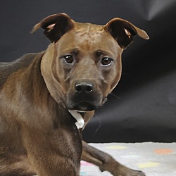 Photo of Dolly