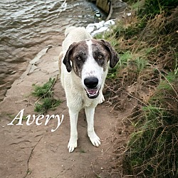 Thumbnail photo of Avery #4