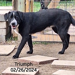 Thumbnail photo of Triumph #4