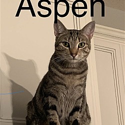 Photo of Aspen