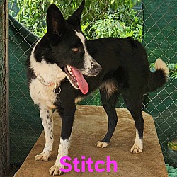 Thumbnail photo of Stitch #3