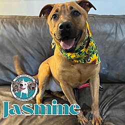 Photo of Jasmine the wonder Dog