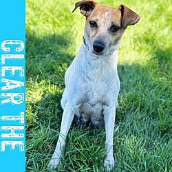 Photo of Honeycomb - Foster to Adopt - Clear the Shelter Promo