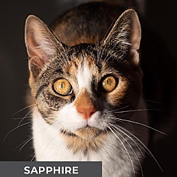 Thumbnail photo of Sapphire #1