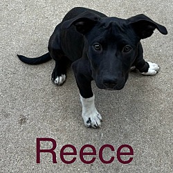 Thumbnail photo of Reece #1