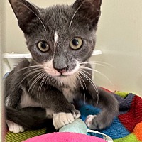 adopt a pet
