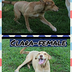 Thumbnail photo of Clara (Reduced fee) #2