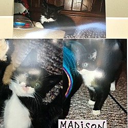 Thumbnail photo of Madison #1
