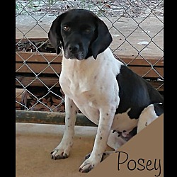 Thumbnail photo of Posey #3