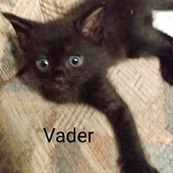 Photo of Vader: Not At the Shelter