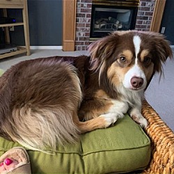 Photo of ZEP a Purebred Minnie Aussie