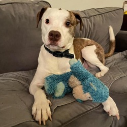 Photo of Dexter
