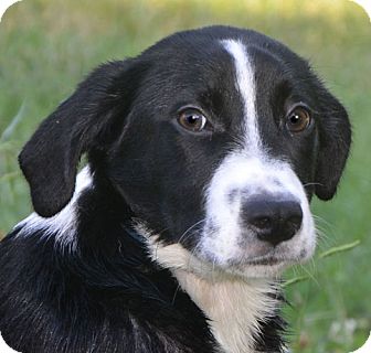 collie lab puppies for sale