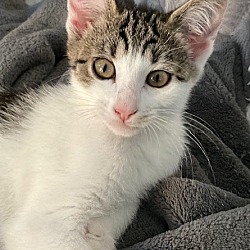 Photo of Kitten Clover