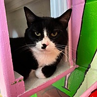 adopt a pet