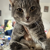 adopt a pet