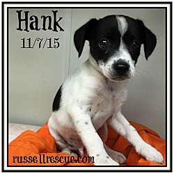 Thumbnail photo of Hank In Bryan ADOPTION PENDING #4