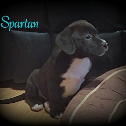 Thumbnail photo of Spartan #4