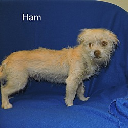 Thumbnail photo of Ham #3
