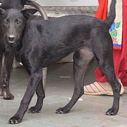 Thumbnail photo of Komal-Indian Pariah pup #4