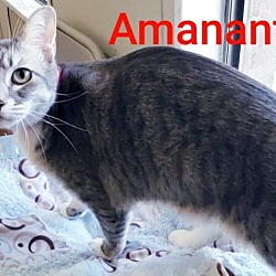 Thumbnail photo of Amaranth #3