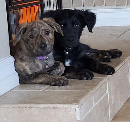 Irvine, CA - Golden Retriever/German Shepherd Dog. Meet Sansa a Pet for