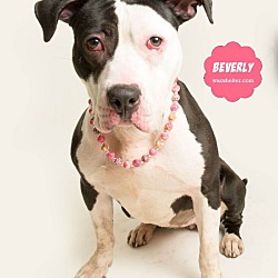 Photo of BEVERLY (1% Great Dane!)