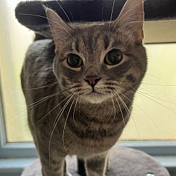 Photo of Blossom