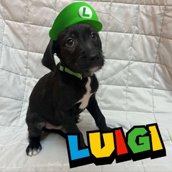 Photo of Luigi