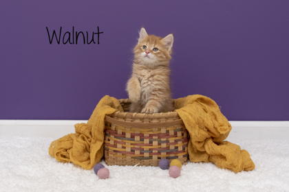 Photo of Walnut