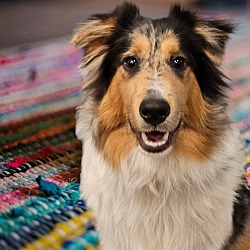 Photo of Collie puppy Carver