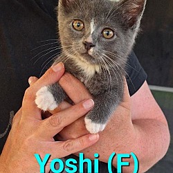 Thumbnail photo of Yoshi Kitten #4