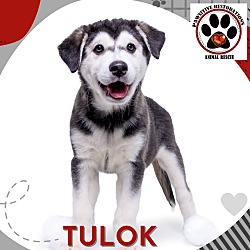 Thumbnail photo of TULOK #1