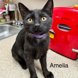 Thumbnail photo of Amelia #1