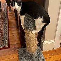 adopt a pet