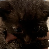 adopt-pet