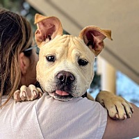 adopt a pet