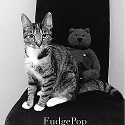 Thumbnail photo of Fudgepop #3