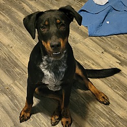 Photo of King