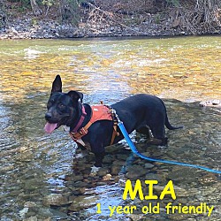 Thumbnail photo of MIA #1