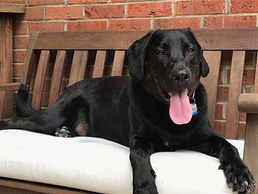 Baltimore, Md - Labrador Retriever. Meet Charlie 2 (courtesy Post) A 