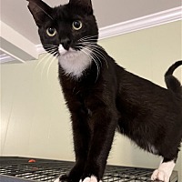 adopt a pet