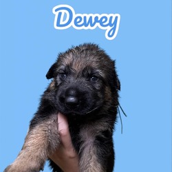 Photo of Dewey