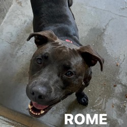 Thumbnail photo of ROME-A2085562 #2